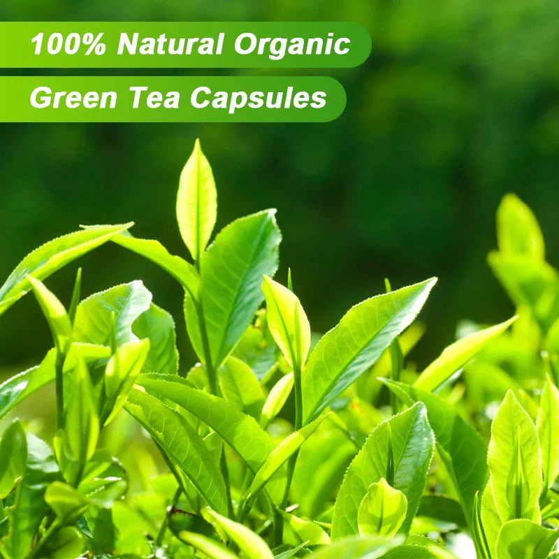 100% Organic Green Tea Extract Capsules