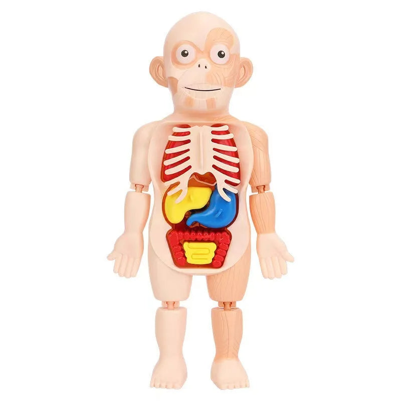 Human Organ Decoration Model Toy