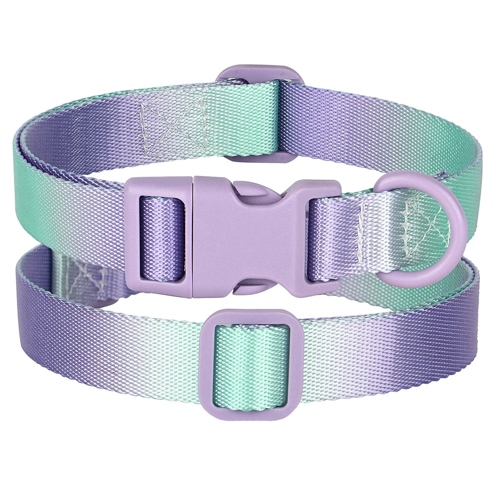 Fashionable Collars for Stylish Pets