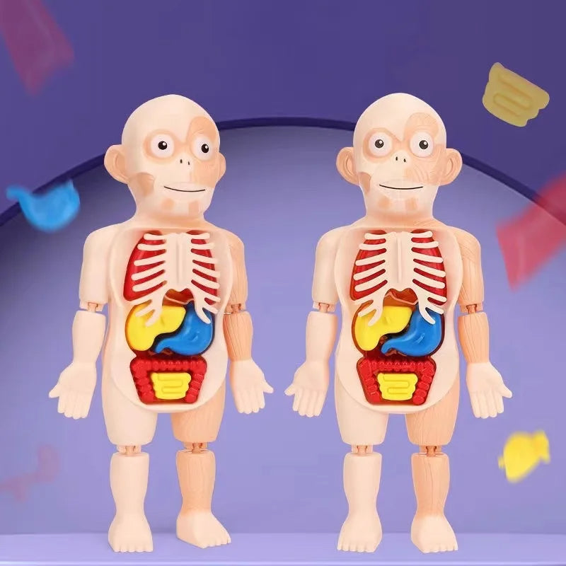 Human Organ Decoration Model Toy