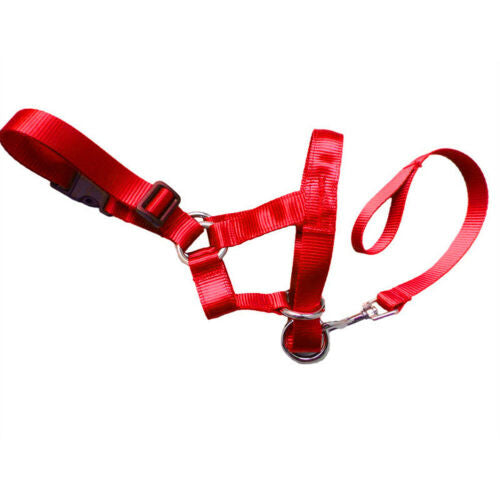 Pet Dog Head Halter Halti Training Collar Stop Pulling Gentle Harness