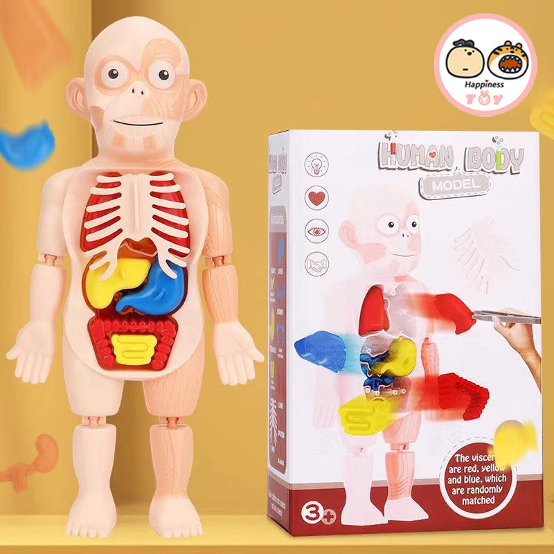 Children Enlightenment Science And Education Human Organ Model