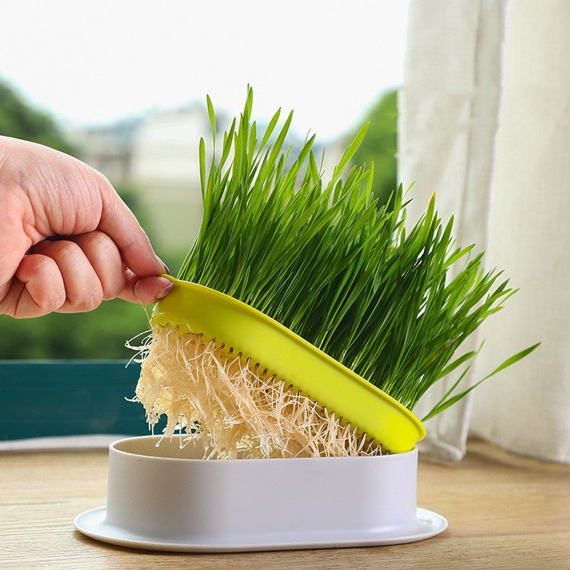 Pet Cat Sprout Dish Growing Pot